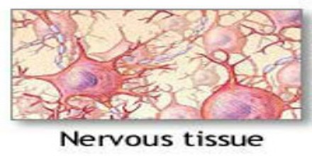 Nervous Tissue - Assignment Point