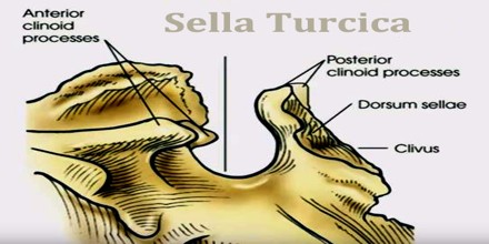 Sella Turcica Assignment Point