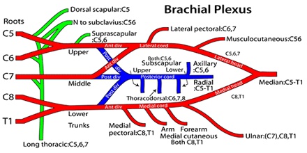 Brachial Plexus Nerve Innervation Chart