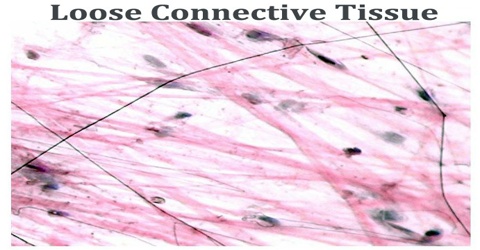 Loose Connective Tissue - Assignment Point