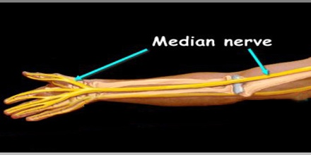 Median Nerve - Assignment Point