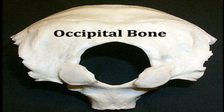 Occipital Bone - Assignment Point