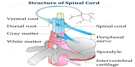 About Spinal Cord - Assignment Point