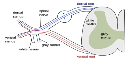 Spinal Nerve - Assignment Point