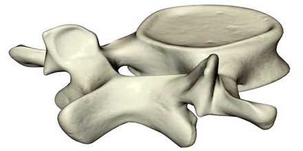 Vertebra - Assignment Point