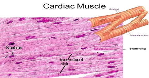 Cardiac Muscle - Assignment Point
