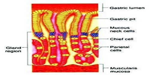 Gastric Mucosa - Assignment Point