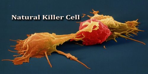 http://www.assignmentpoint.com/wp-content/uploads/2017/08/Natural-Killer-Cell.jpg