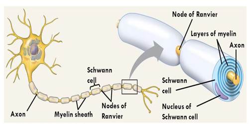 Schwann cell - Assignment Point