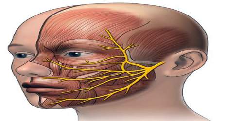 Facial Nerve - Assignment Point