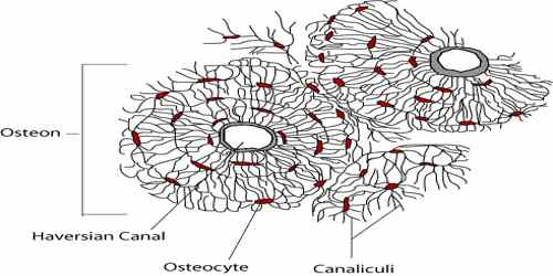 Osteocyte - Assignment Point