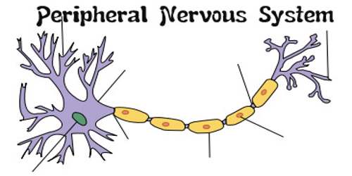 Peripheral Nervous System - Assignment Point