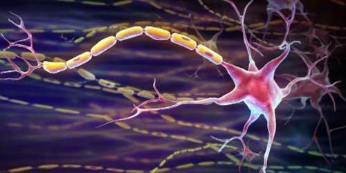 Peripheral Nervous System - Assignment Point