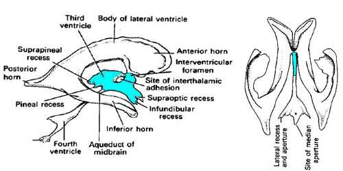 Third Ventricle - Assignment Point