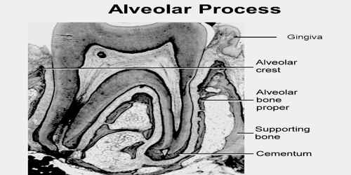 alveolar process assignment point alveolar bone