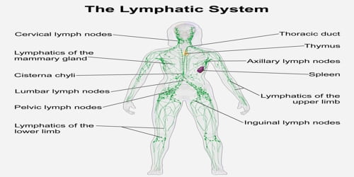 Lymphatic System - Assignment Point