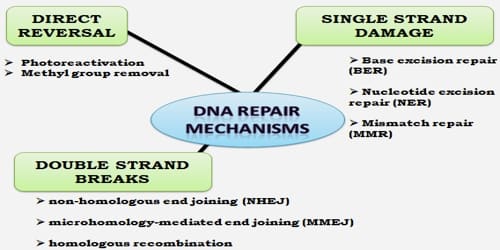 dna repair mechanisms assignment point