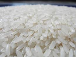 Research paper on Various Aspects Regarding Cultivation of Rice