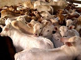 Discussed on Goat Cattle Farming