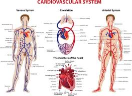 Lecture on Cardiovascular System