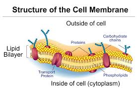 Lecture on Cell Membrane