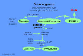 Lecture on Gluconeogenesis