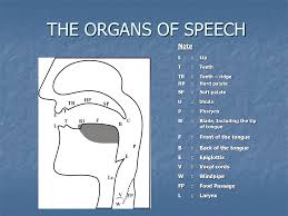 Presentation on Organs of Speech