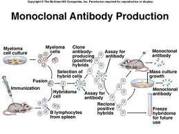 antibodies monoclonal treatment diseases various assignment point