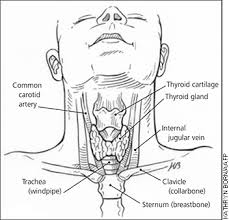How to Identifying and Treating Hyperthyroidism