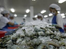 Shrimps Export from Bangladesh