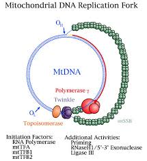 Discuss on Mitochondrial DNA