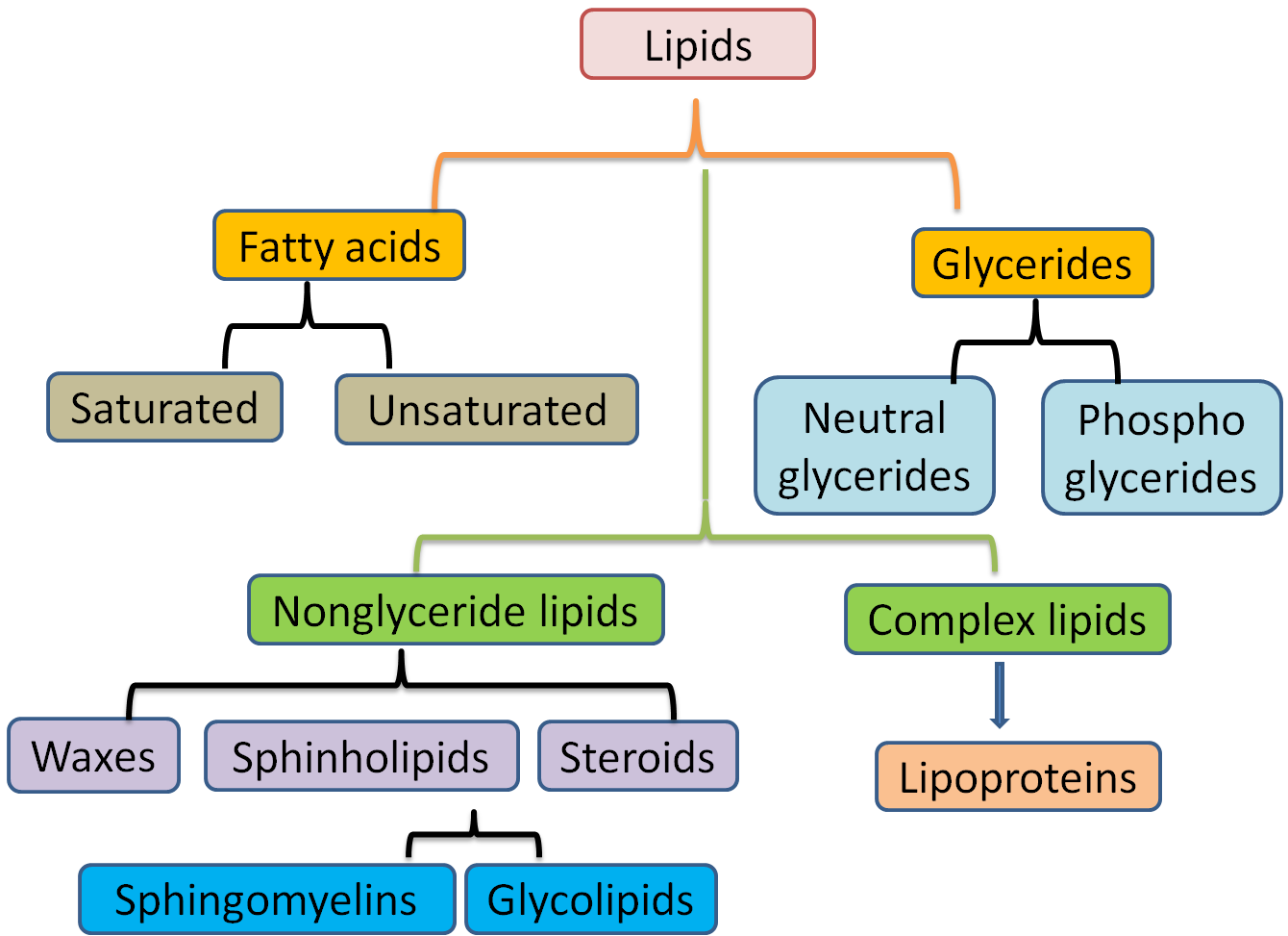 introduction for lipids essay