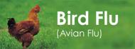 Avian Bird Flu