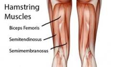Hamstring Muscle