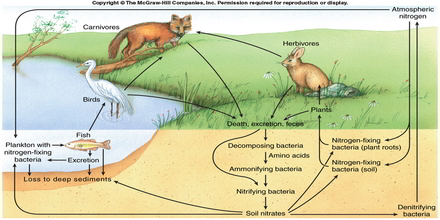 Ecosystem ecology