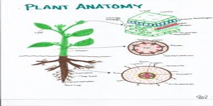 Plant Anatomy Assignment Point