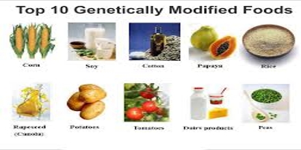 Genetically modified food research paper