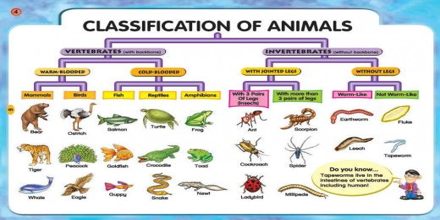 Classification Essay The Types of Kids that