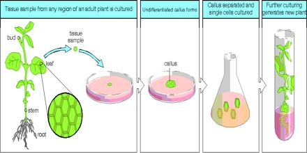 Cell And Tissue Culture - Assignment Point