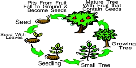 Plants Life Cycle - Assignment Point international finance diagram 