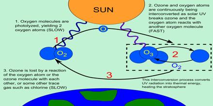 Vertical Structure of Ozone Cycle