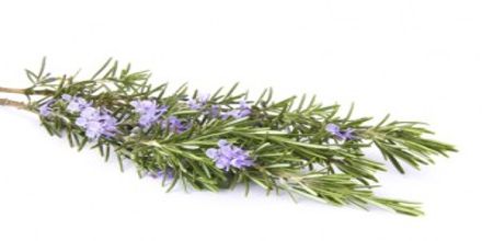Health Benefits and other uses of Rosemary Leaf - Assignment Point