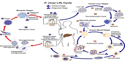 Можно ли считать человека окончательным хозяином малярийного. Жизненный цикл малярийного плазмодия схема. Цикл развития Plasmodium Vivax. Плазмодиум Вивакс жизненный цикл. Жизненный цикл Plasmodium Vivax схема.