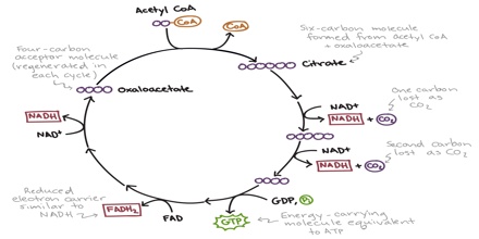 Citric Acid Cycle - Assignment Point citric acid solution diagram 