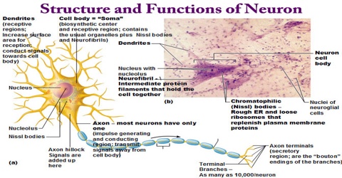 FUNCTION OF SOMA IN NERVOUS SYSTEM