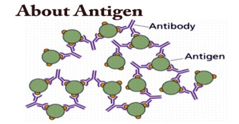 About Antigen - Assignment Point