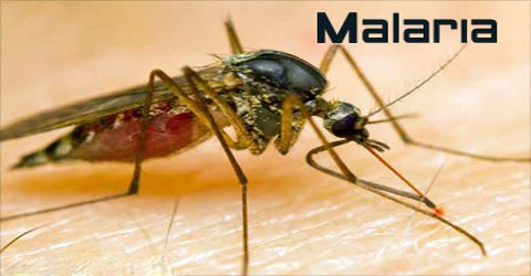 Essay about malaria