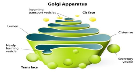 Реферат: ER The Golgi Body And Vesicles Essay