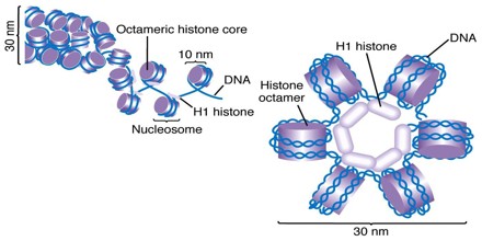 Histone Subunits