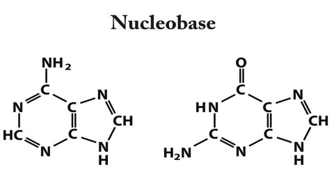 Nucleobase